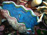 La Grande Barriera Corallina Australiana - 028
